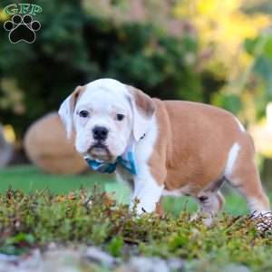Max, Beabull Puppy